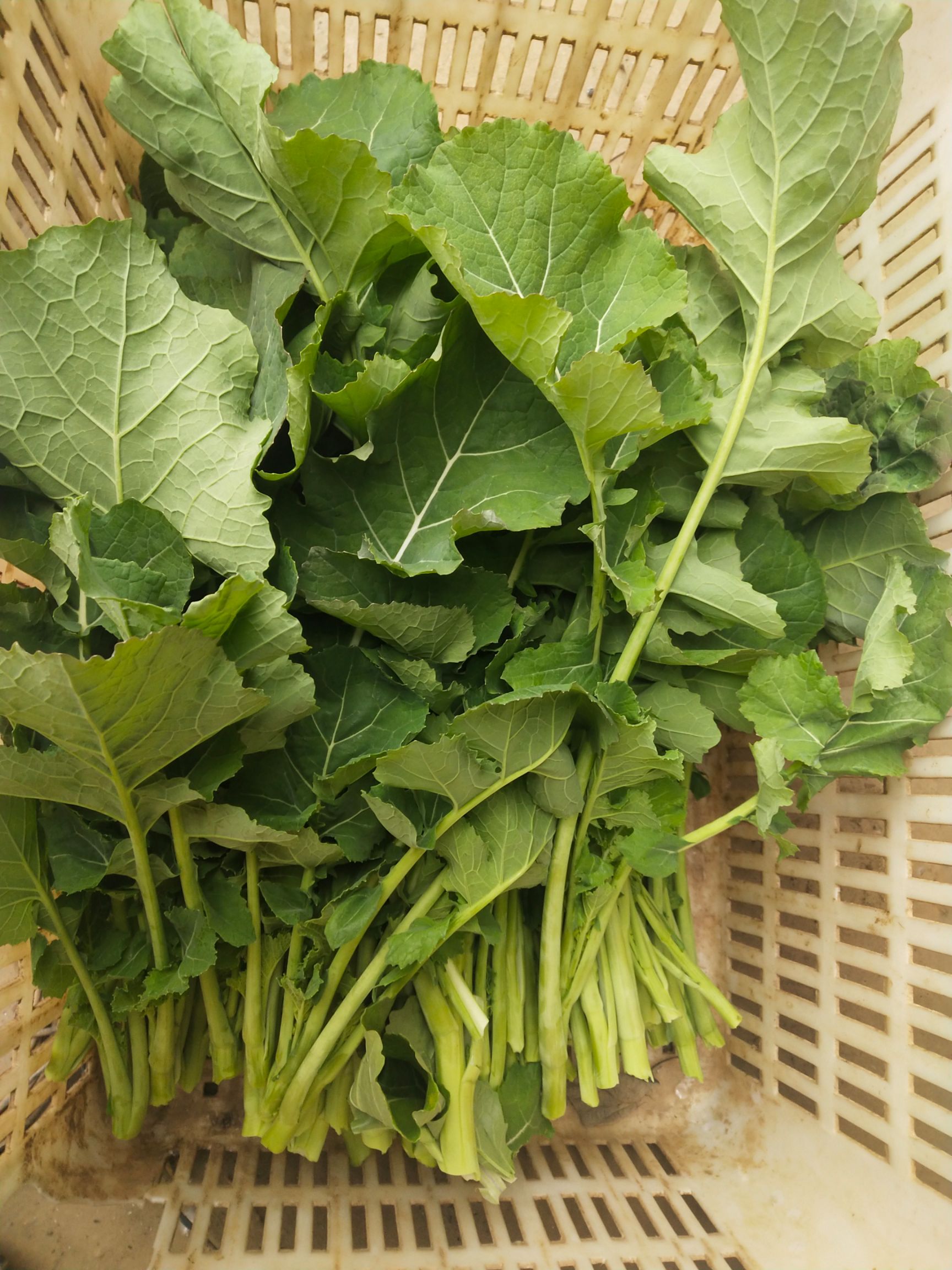 香炉州的油菜苔
