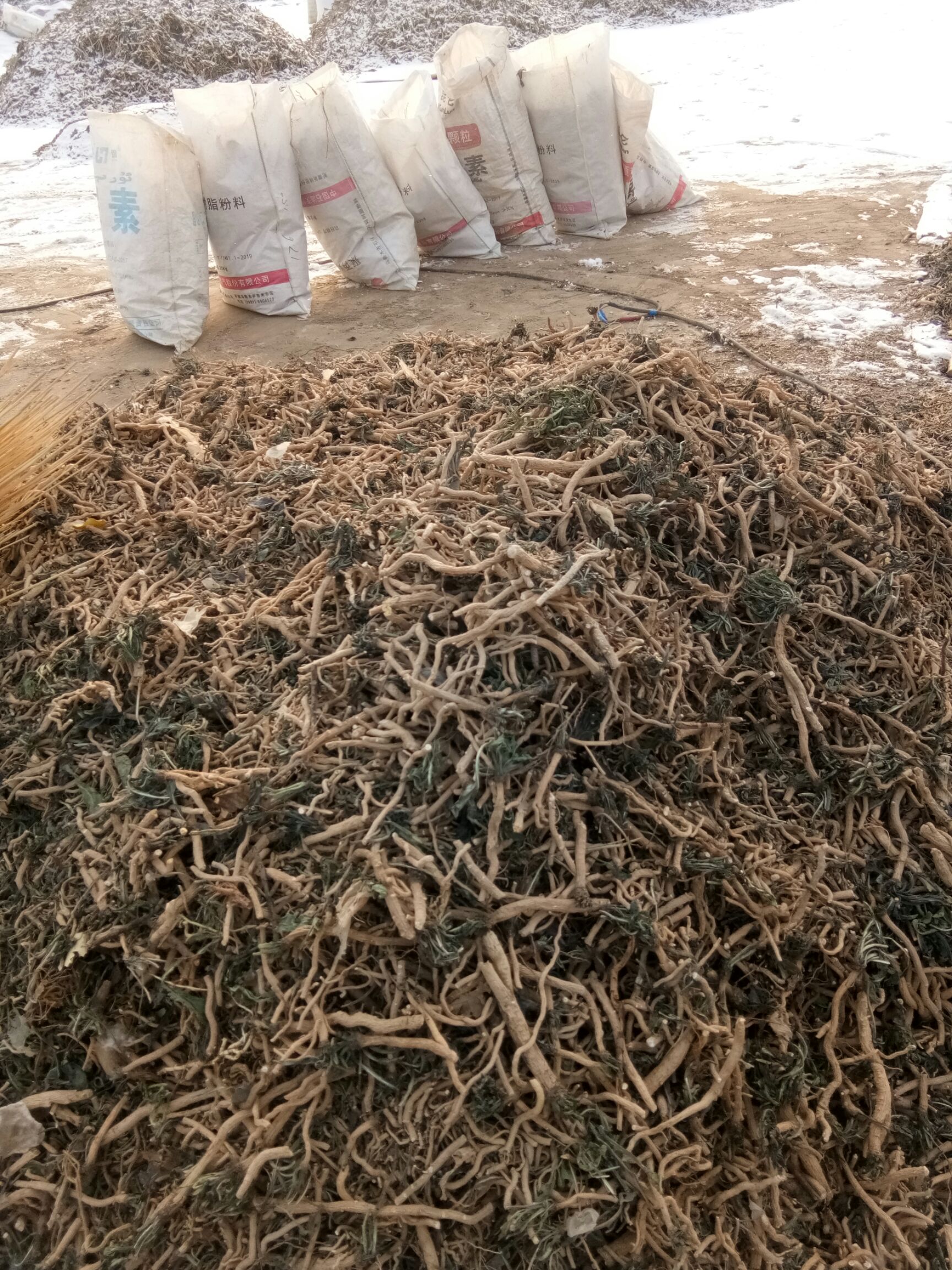  出售板蓝根，今年种的