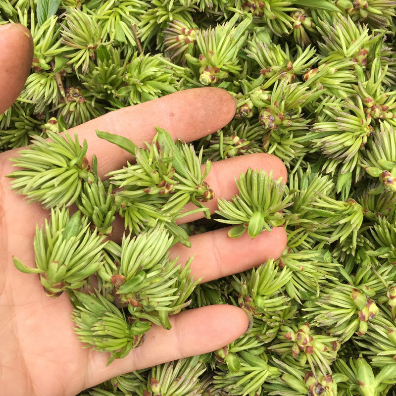 杜仲雄花  花粉多的花朵，整朵金黄色杜仲花500克