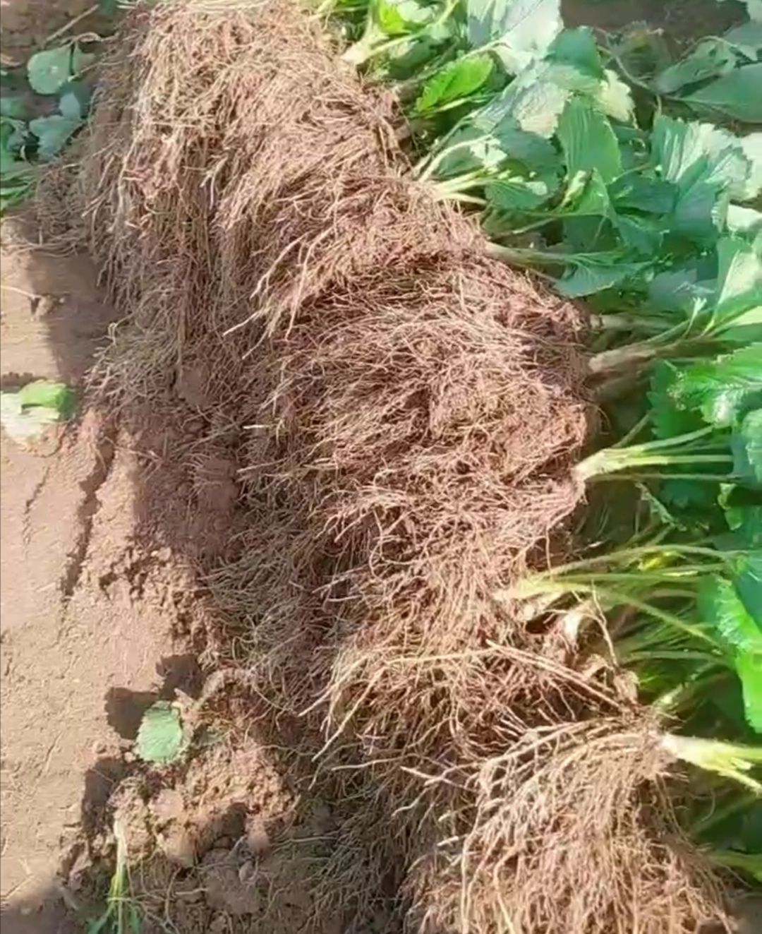 章姬草莓苗，粗、矮、壮  
免费技术指导