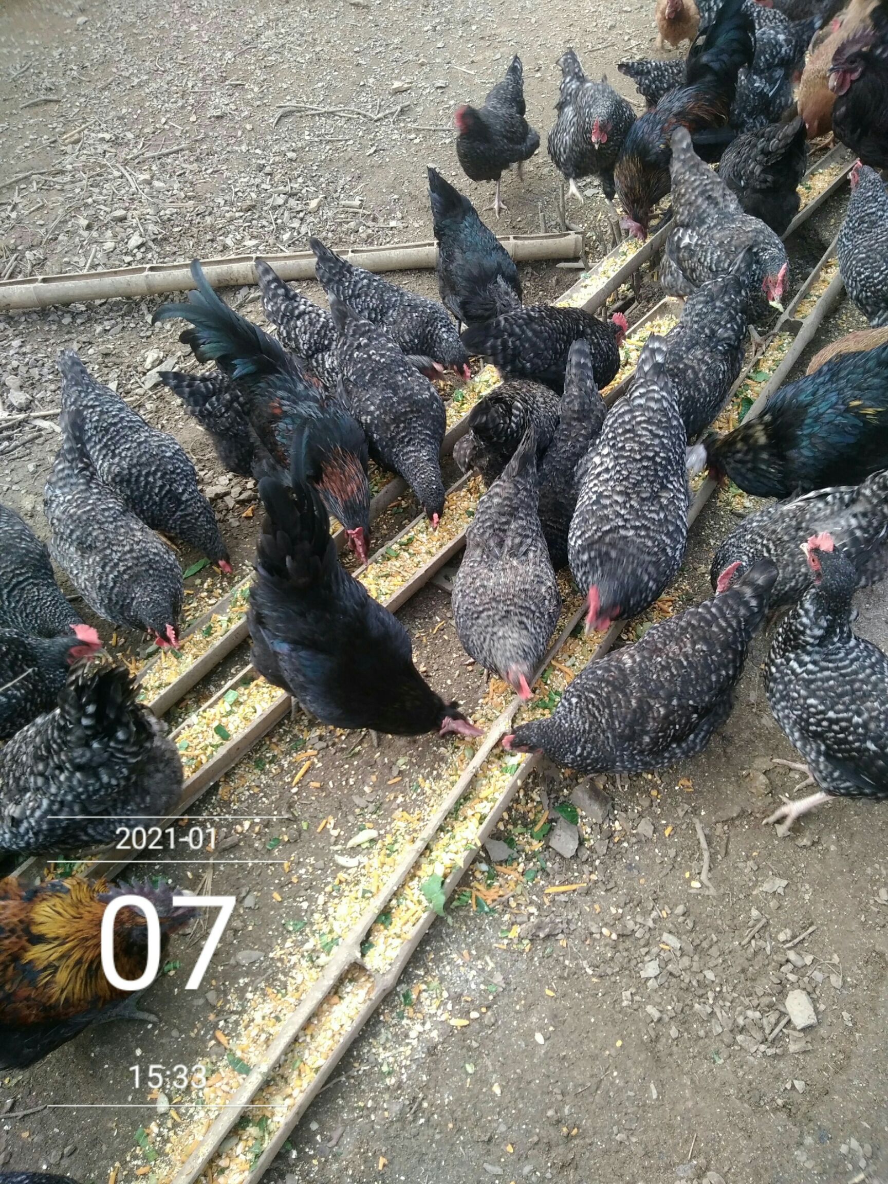 芦花鸡蛋  正宗土鸡假一赔百