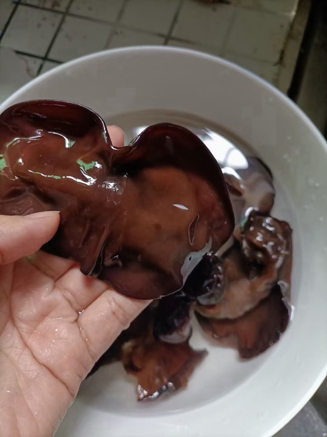 东北黑木耳  木耳，东北木耳，毛木耳，江湖地摊，展销会销售火