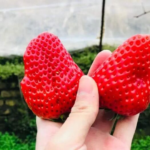 北京红颜草莓不但样子美而且味道也不错一口咬下去甜甜的汁水回味无穷