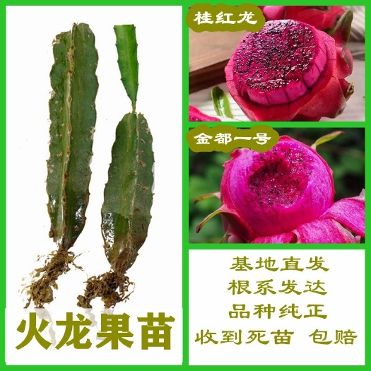 容县红心火龙果苗红肉红心金都一号桂红龙火龙果苗包邮