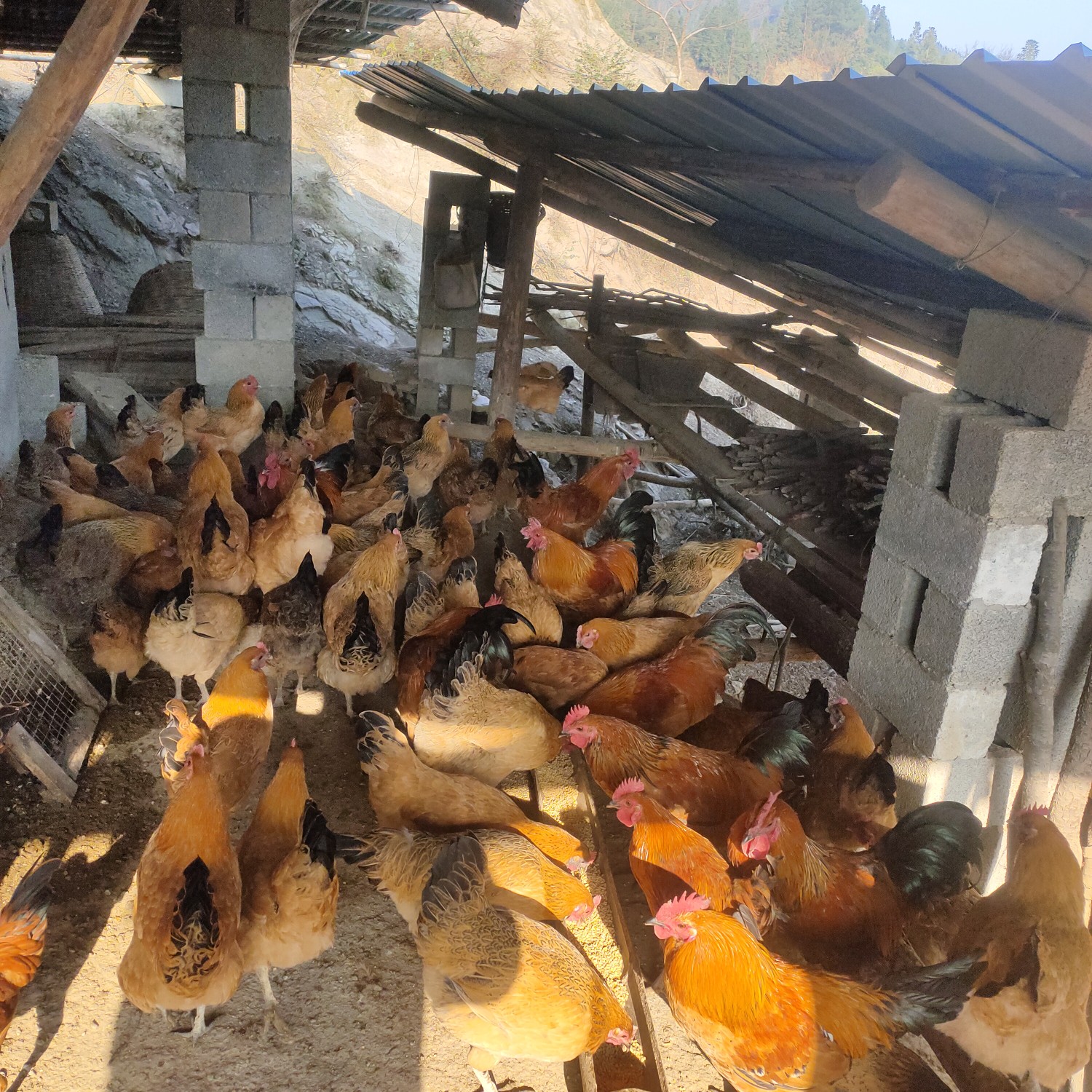 土三鸡 3-4斤 统货