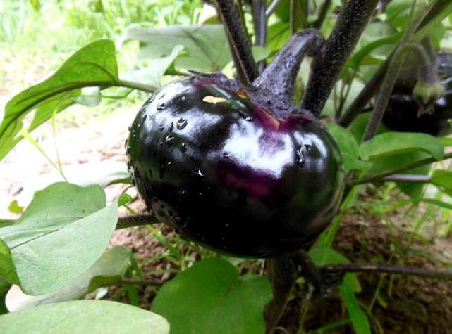 茄子种子 日黑茄，大，黑皮白肉 产量高详细介绍请看包装说明、