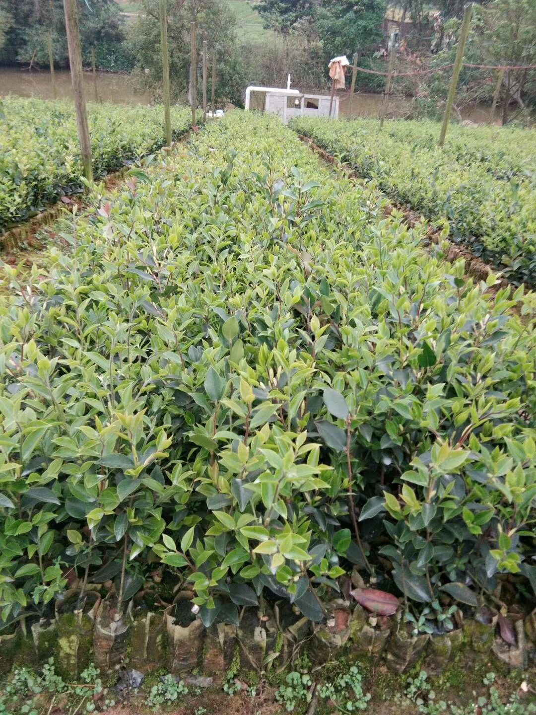  廣西林科院良種油茶苗 西南油茶苗