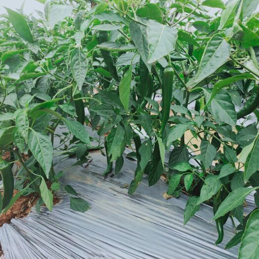 阳西县贝纳多青椒 青椒