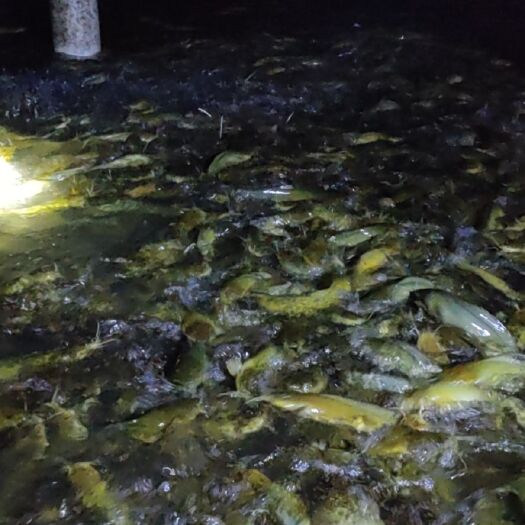 湛江埃及塘鲺 大量塘鲺鱼出售