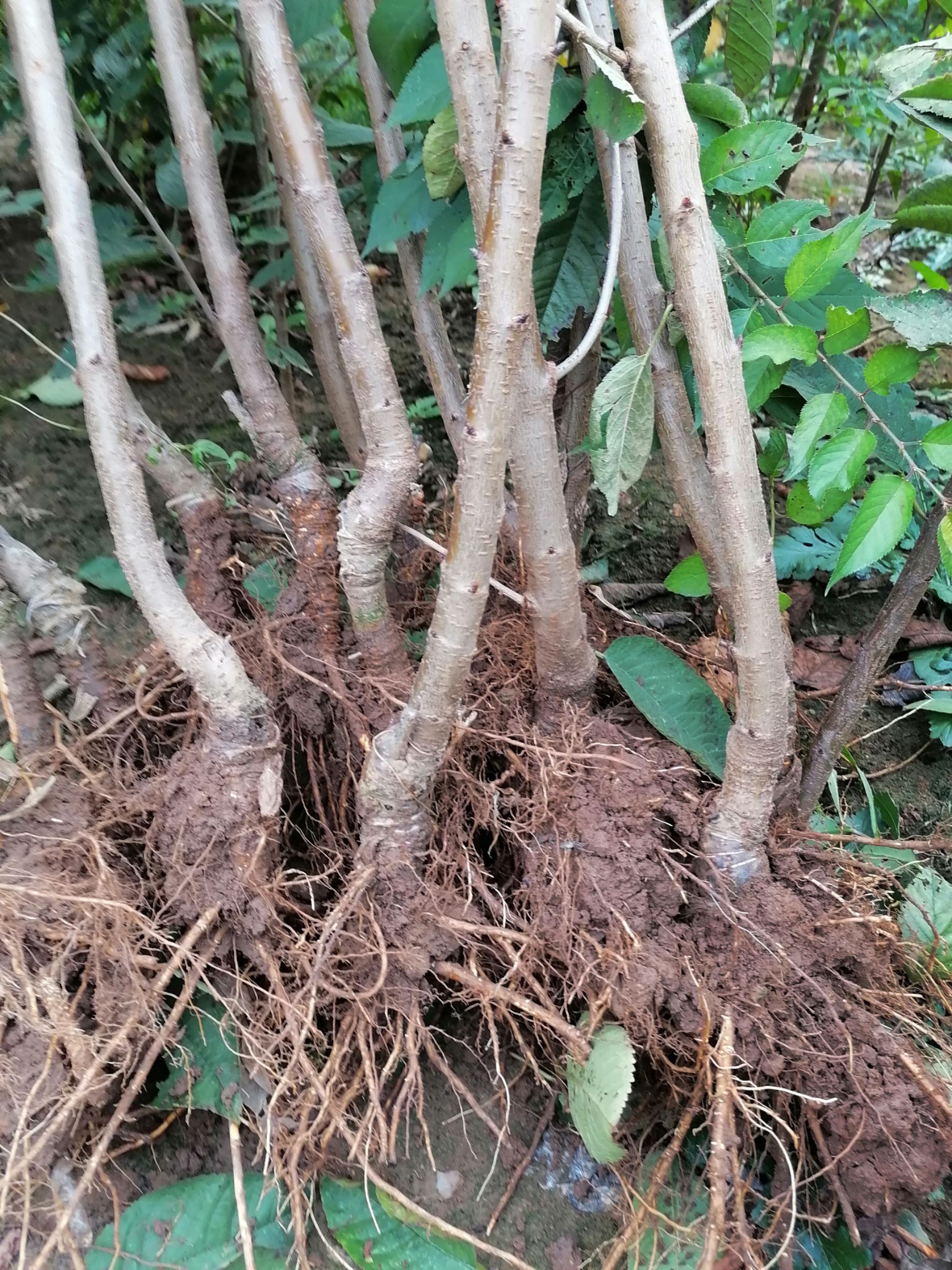 俄罗斯8号樱桃苗 嫁接苗 裸根苗 