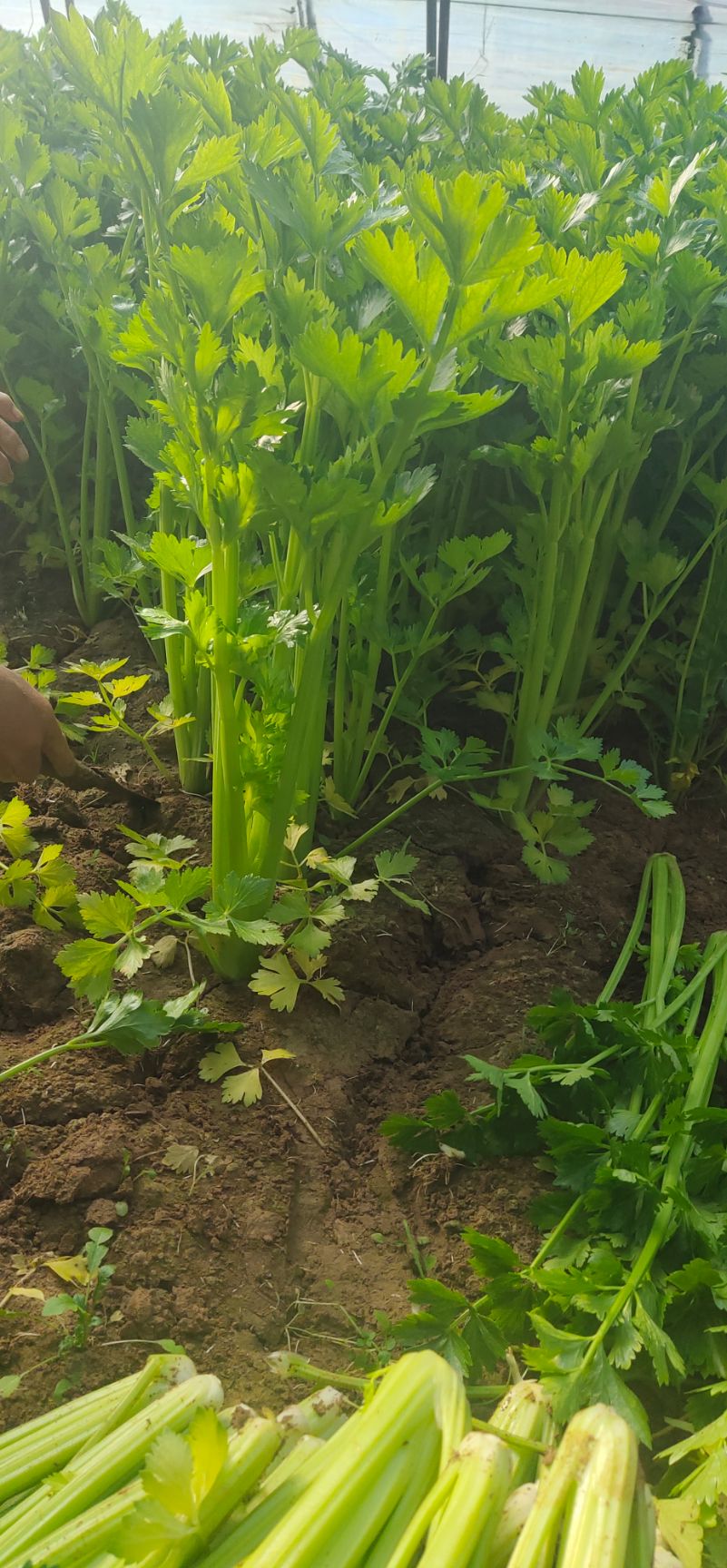 西芹  优质芹菜/产地直发/小、中颗/颜色鲜亮/大量现货