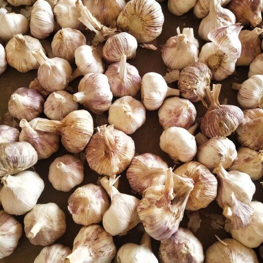 金乡县代购、代销、代存各种质量新蒜、老蒜、蒜米料、芽蒜。
