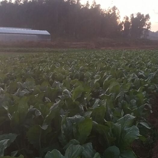 石林县小青菜  粉干青菜1.5kg-3kg左右每颗