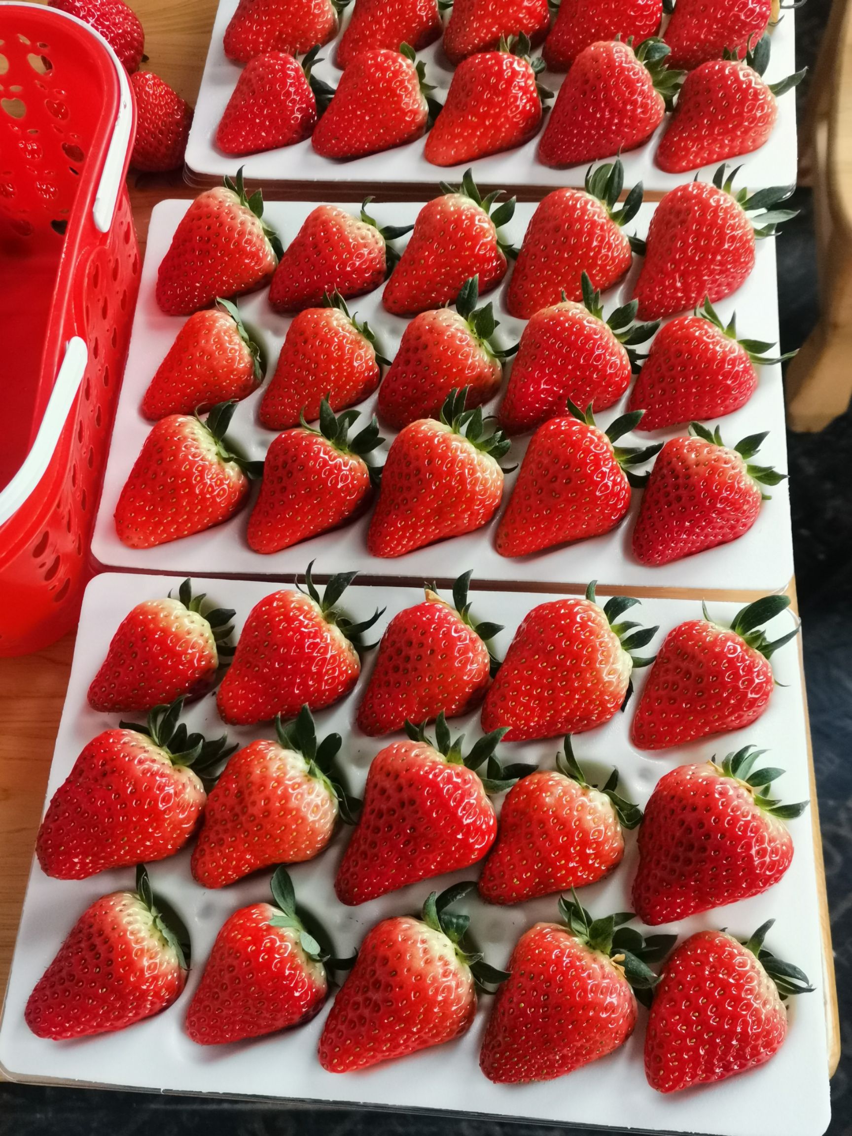 红颜草莓  草莓，巧克力草莓，冬草莓，大棚草莓。