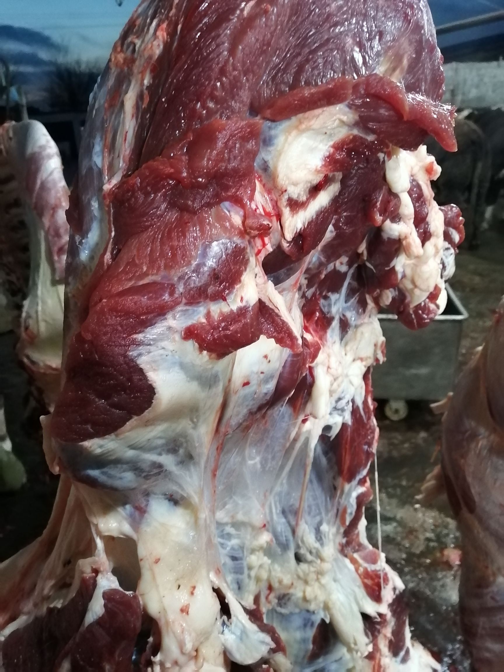 四分体牛肉  国产纯干鲜牛肉