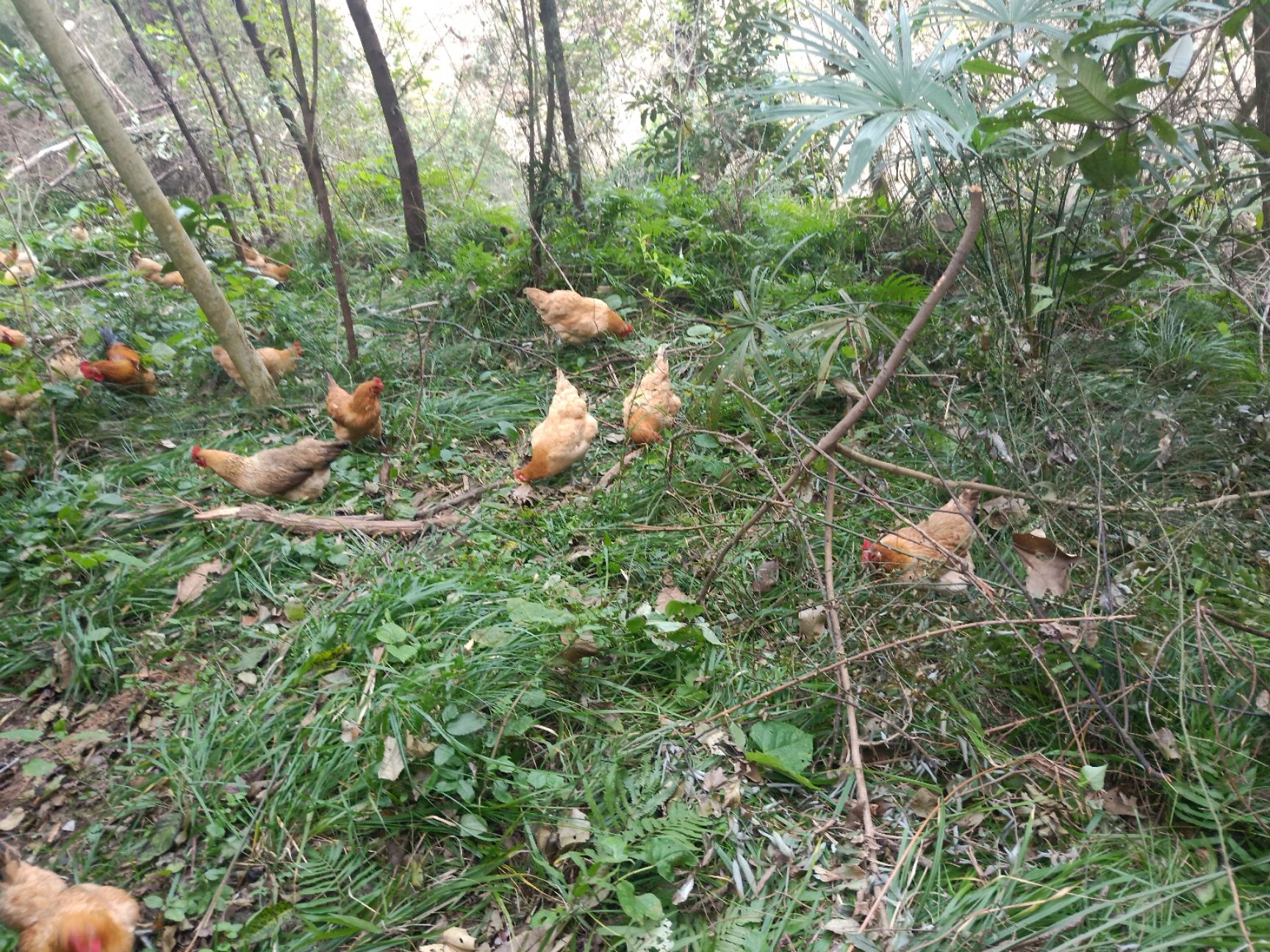 2年以上正宗山林放养自然觅食纯种剑门关土鸡老母鸡