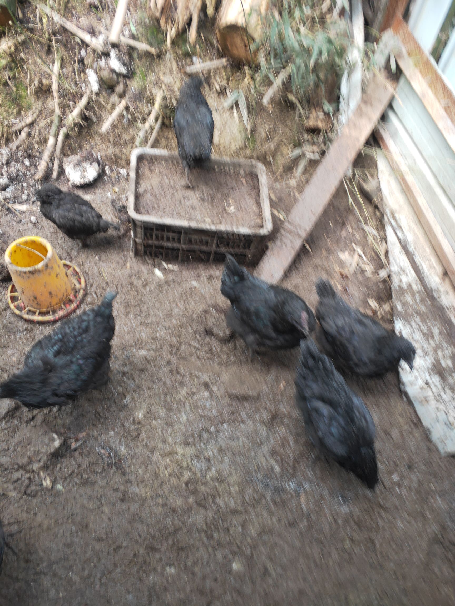 五黑鸡 2-3斤 统货 