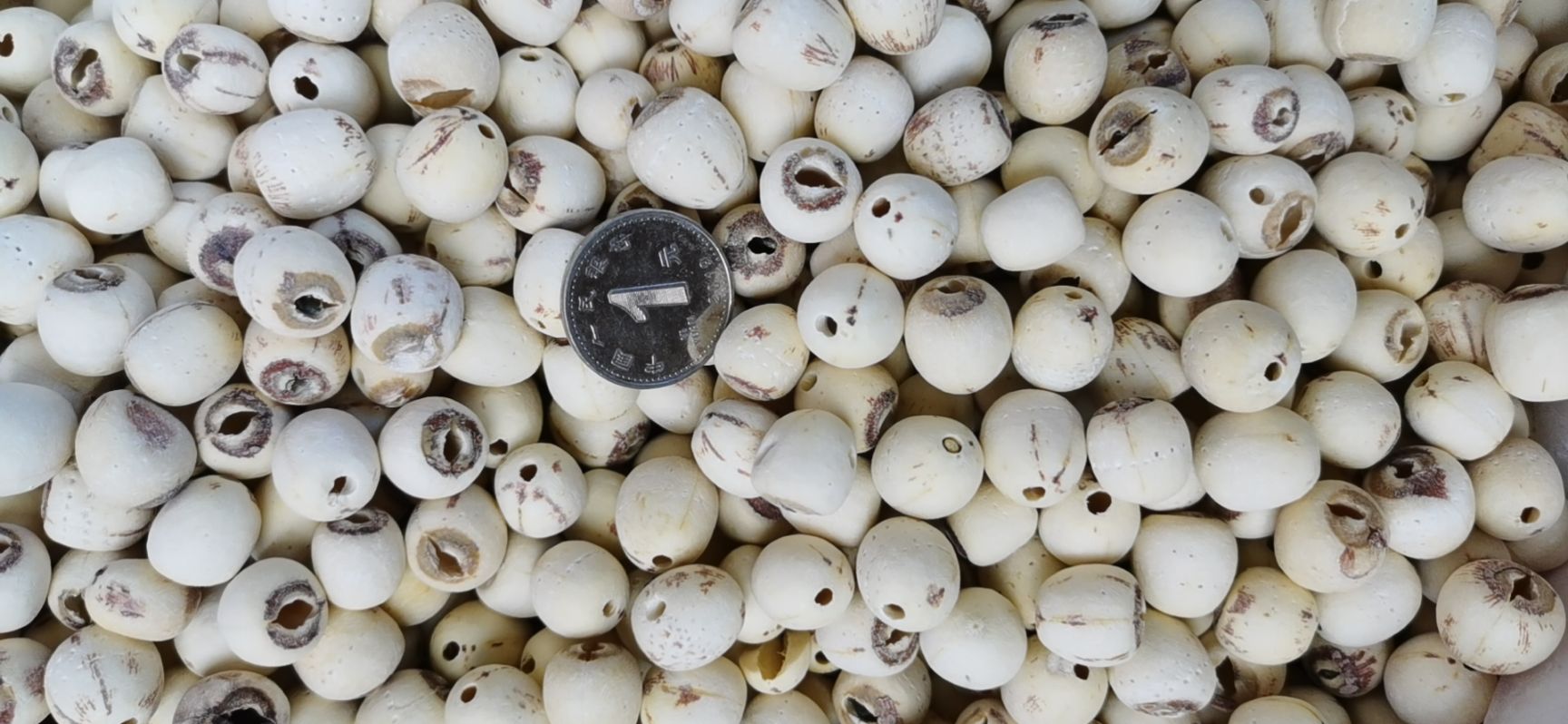 磨莲—白莲子—干莲子