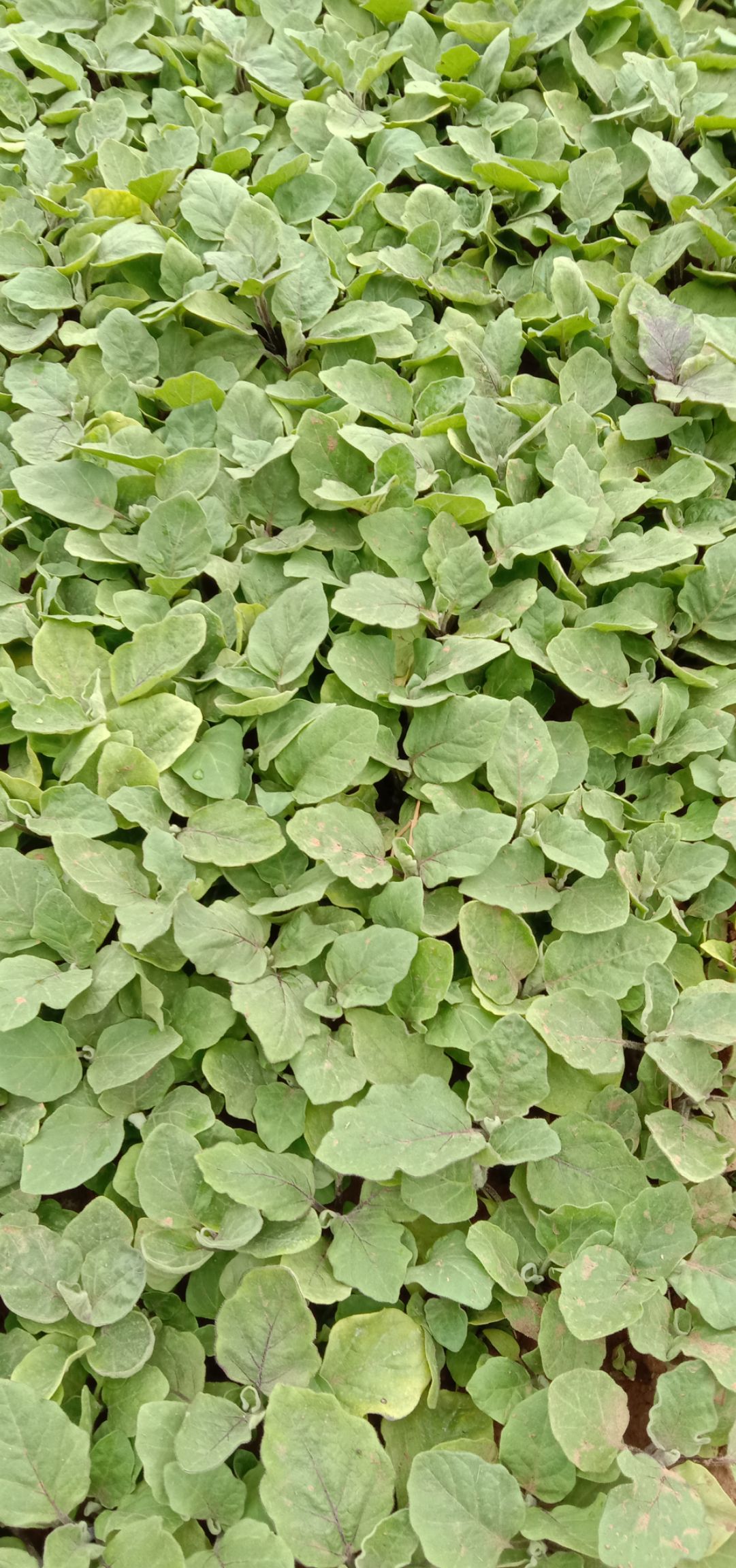 长茄子苗，紫萼长茄苗烧烤茄苗，绿萼长茄子苗大量供应，质量保证