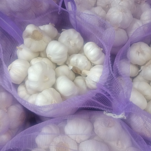 白皮蒜  大蒜基地一一山东金乡，大蒜质量全国一流