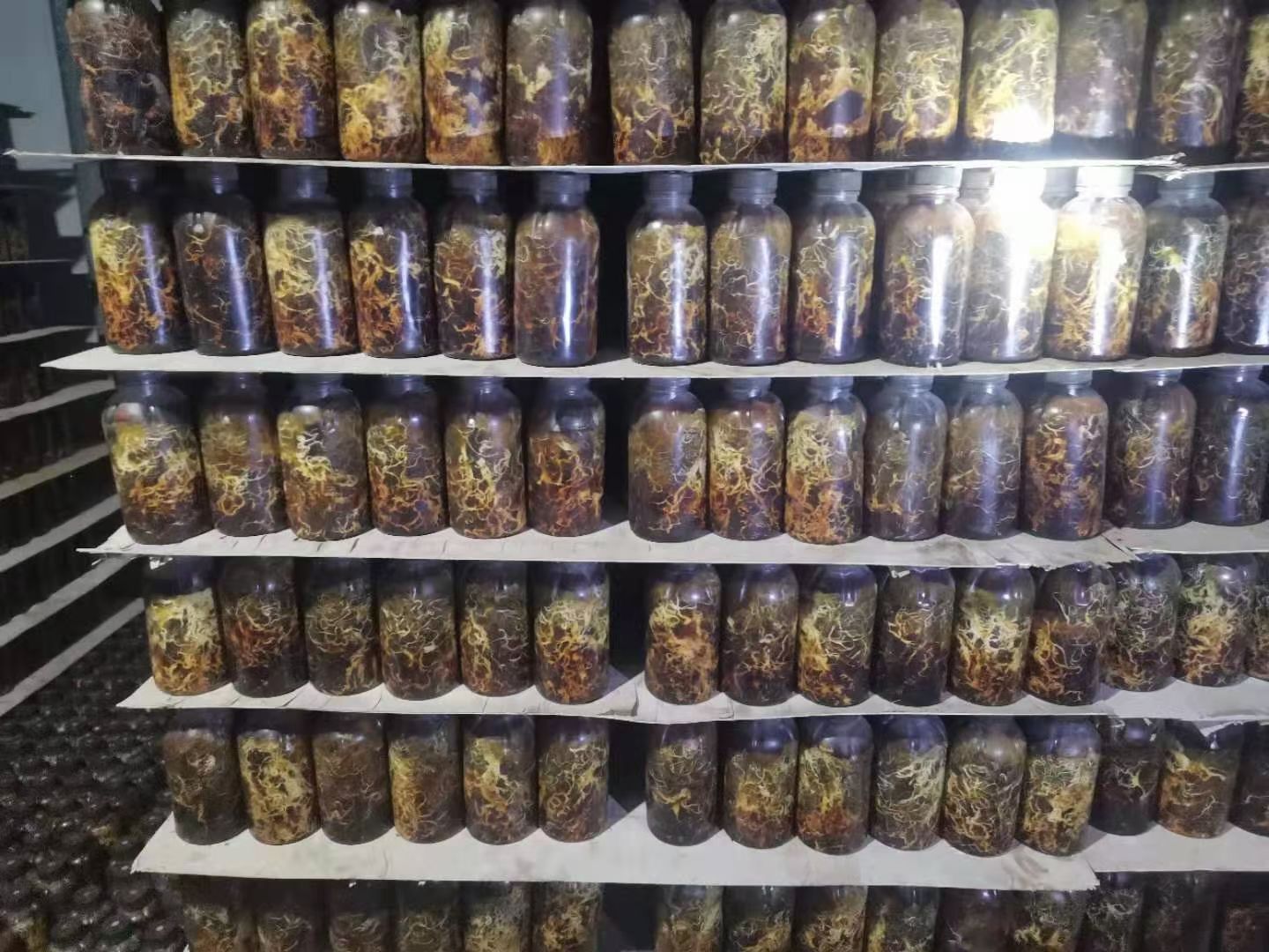 天麻蜜环菌种  陕西汉中宁强密环菌菌种，萌发菌菌种厂价直销量