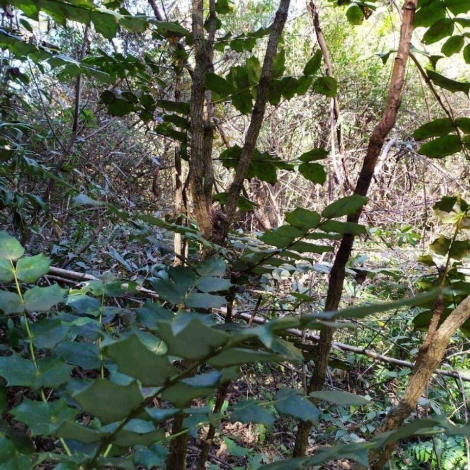 中药材十大功劳，