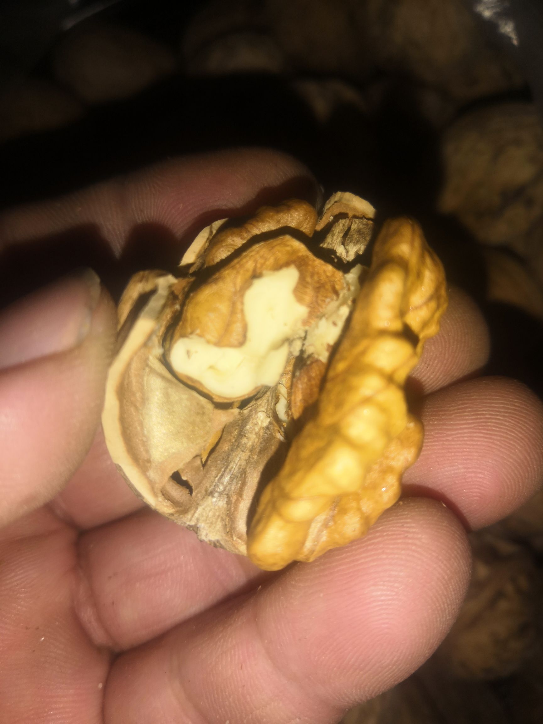 核桃.新疆核桃，无任何加工的核桃