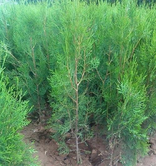 沭阳县侧柏苗  侧柏树苗 扁侧柏树 松柏树苗 庭院绿化侧柏叶 柏树