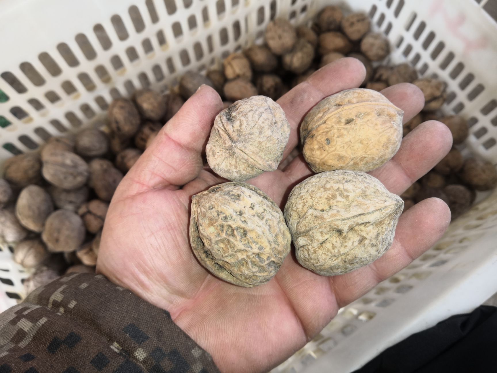 核桃.新疆核桃，无任何加工的核桃