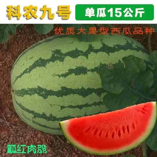 南阳新机遇西瓜种子  新科农九号西瓜种子
