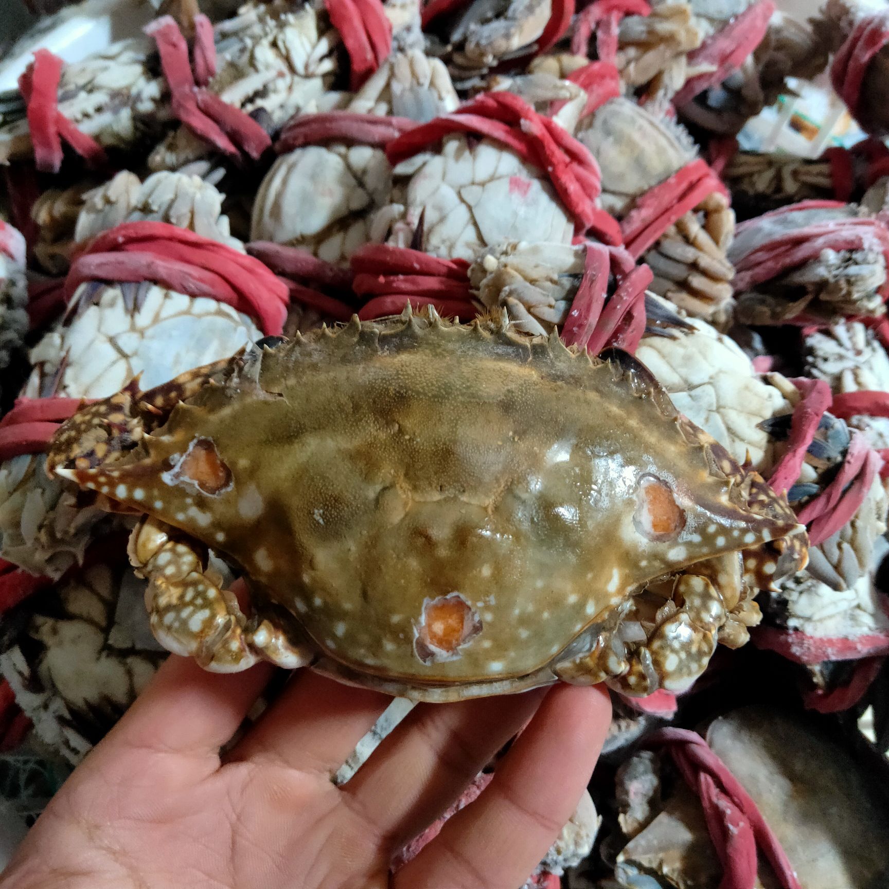 【梭子蟹】【红膏蟹】【带黄梭子蟹】三点红，一点红