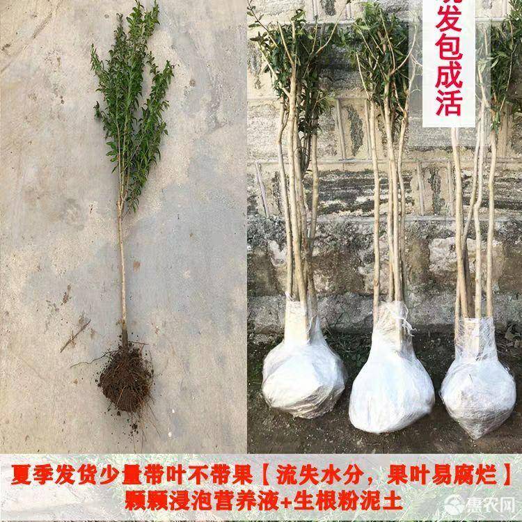 黑籽石榴树苗 嫁接苗