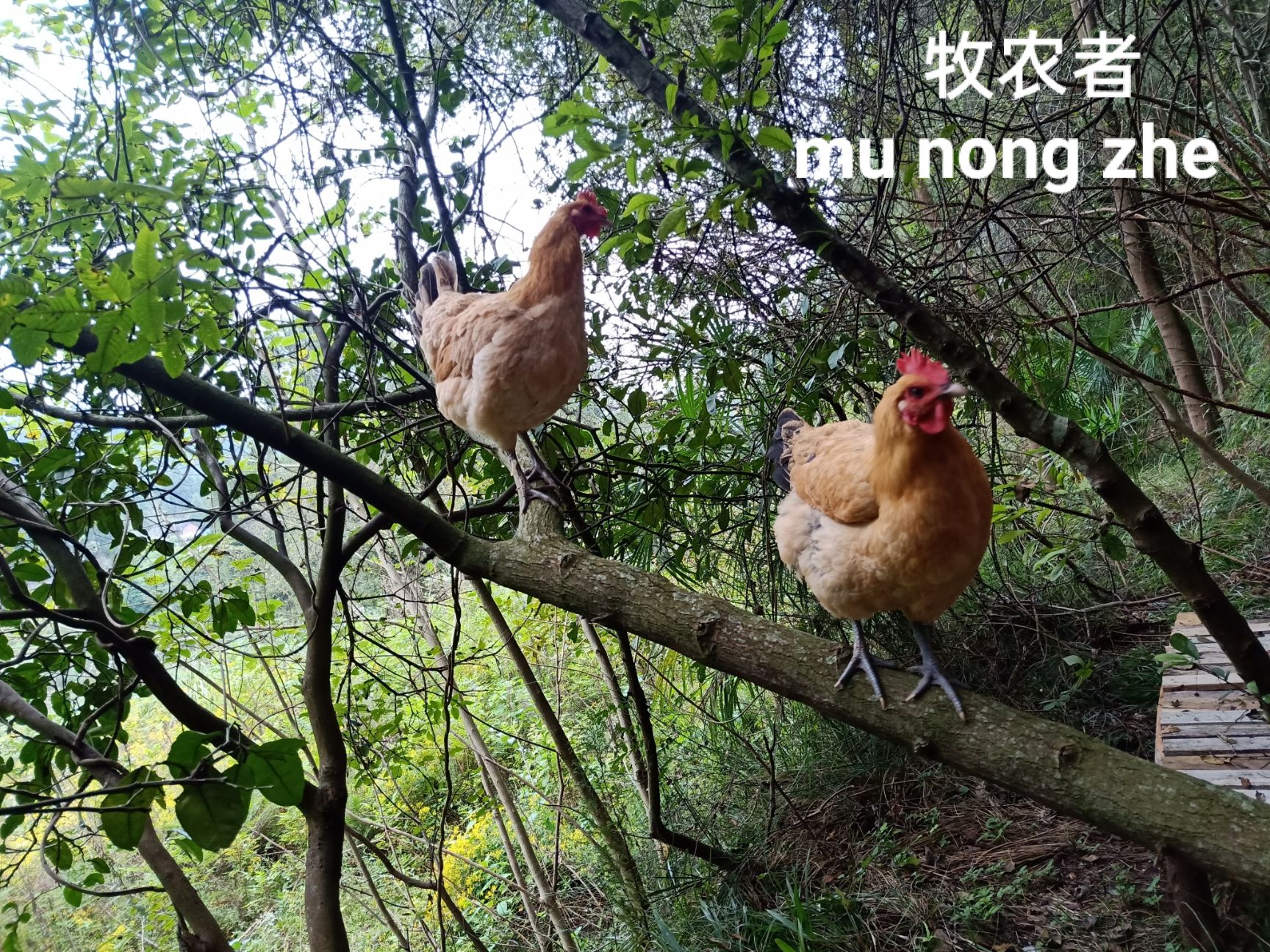 2年以上正宗山林放养自然觅食纯种剑门关土鸡老母鸡