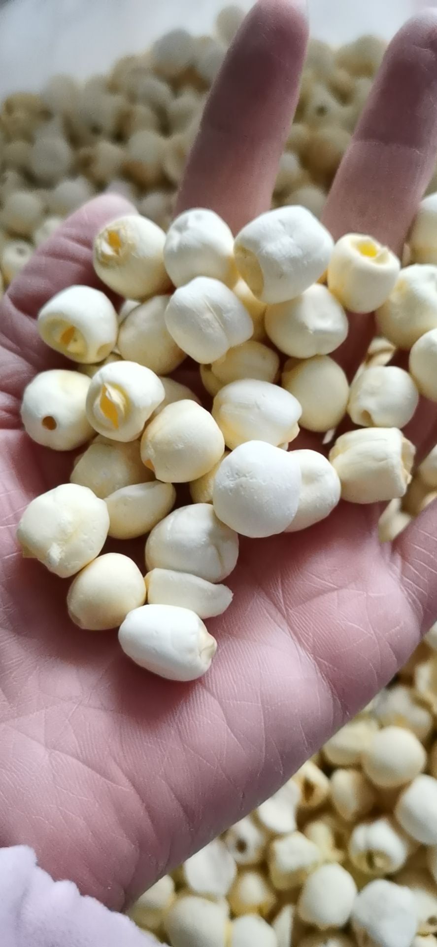 磨莲—白莲子—干莲子