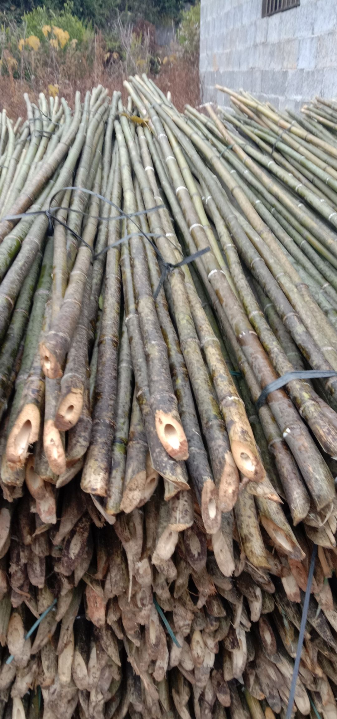  三年以上老金竹，一手货源