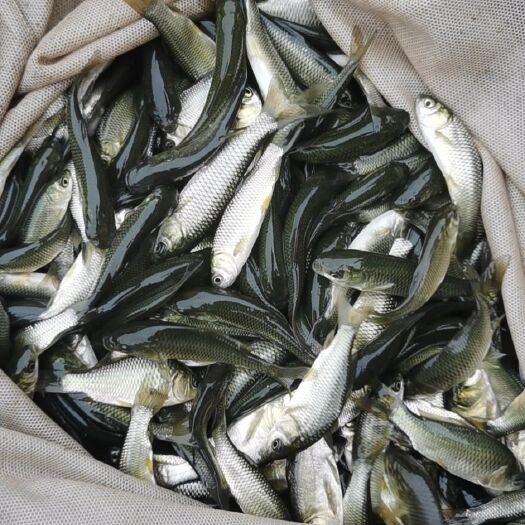 宾川县草鱼苗  支持送货上门，货到付款量大从优，四川，云南，贵州，