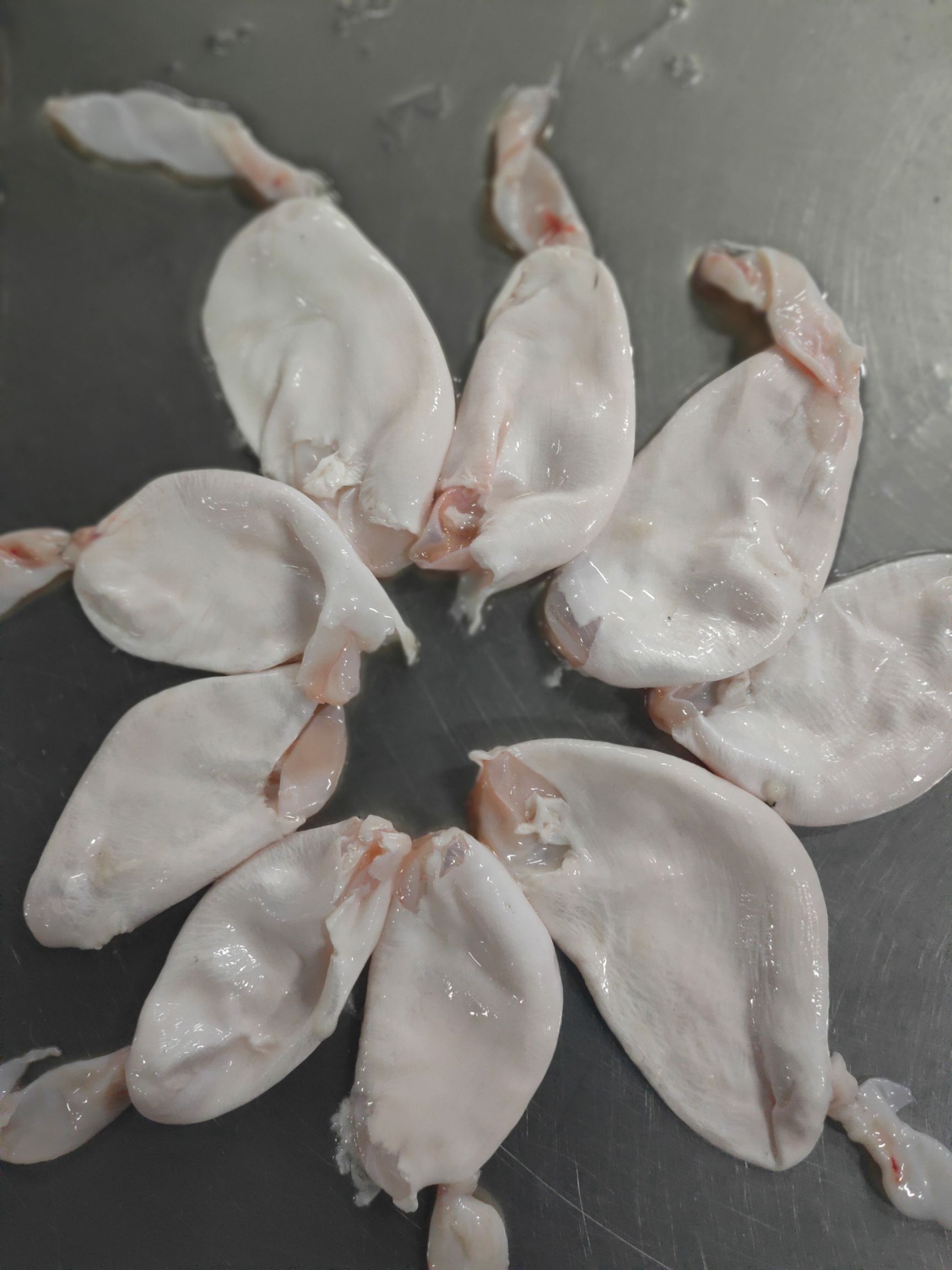 鱼鳔  白鲢鱼泡，活鱼现杀，真空锁鲜，营养美味。