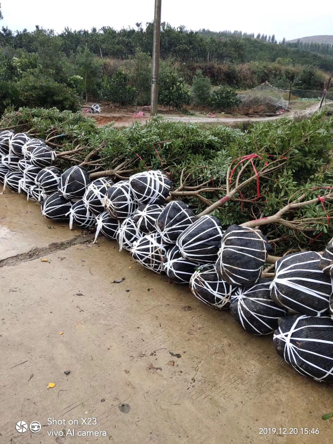 杨梅树  富康园林基地直销