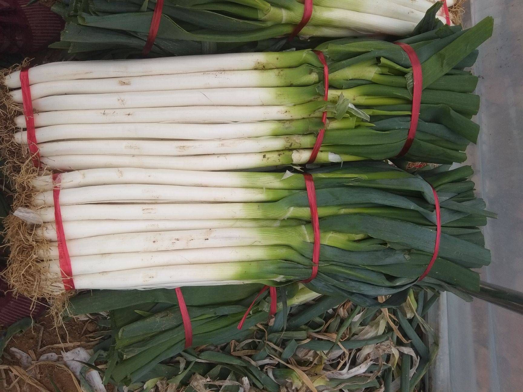 日钢葱种子  钢葱川岛504 葱白紧实茎叶粗壮不空心葱