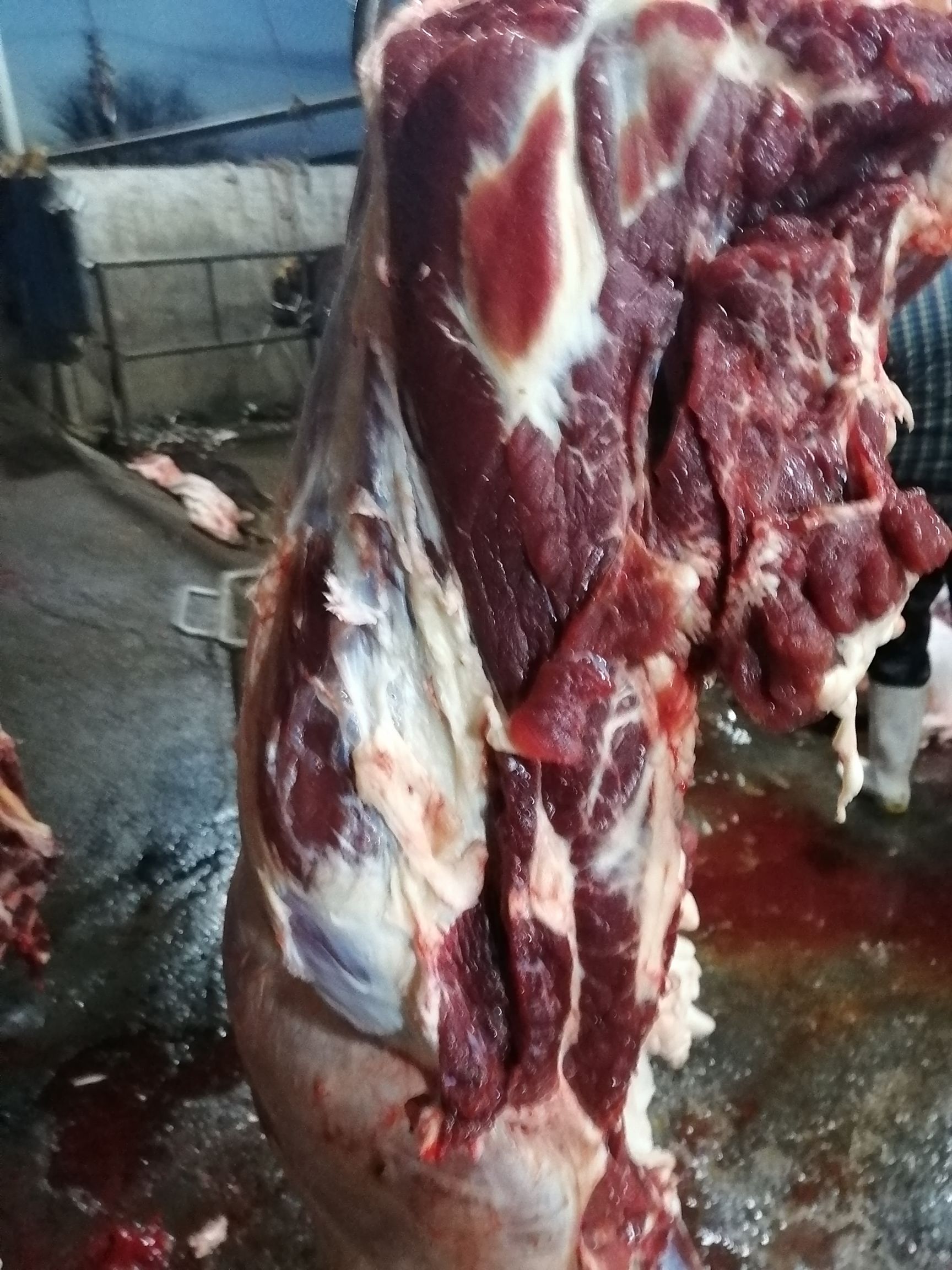 四分体牛肉  国产纯干鲜牛肉