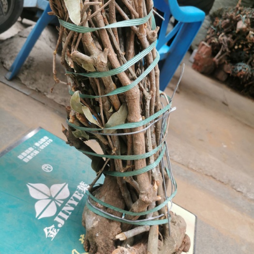 玉林杉木寄生 杉树寄生