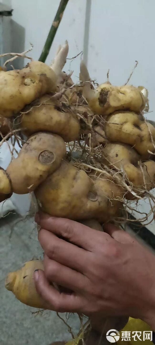 黄精种苗 姜形黄精  野黄精 鸡头黄皮黄 肉优质新鲜 成