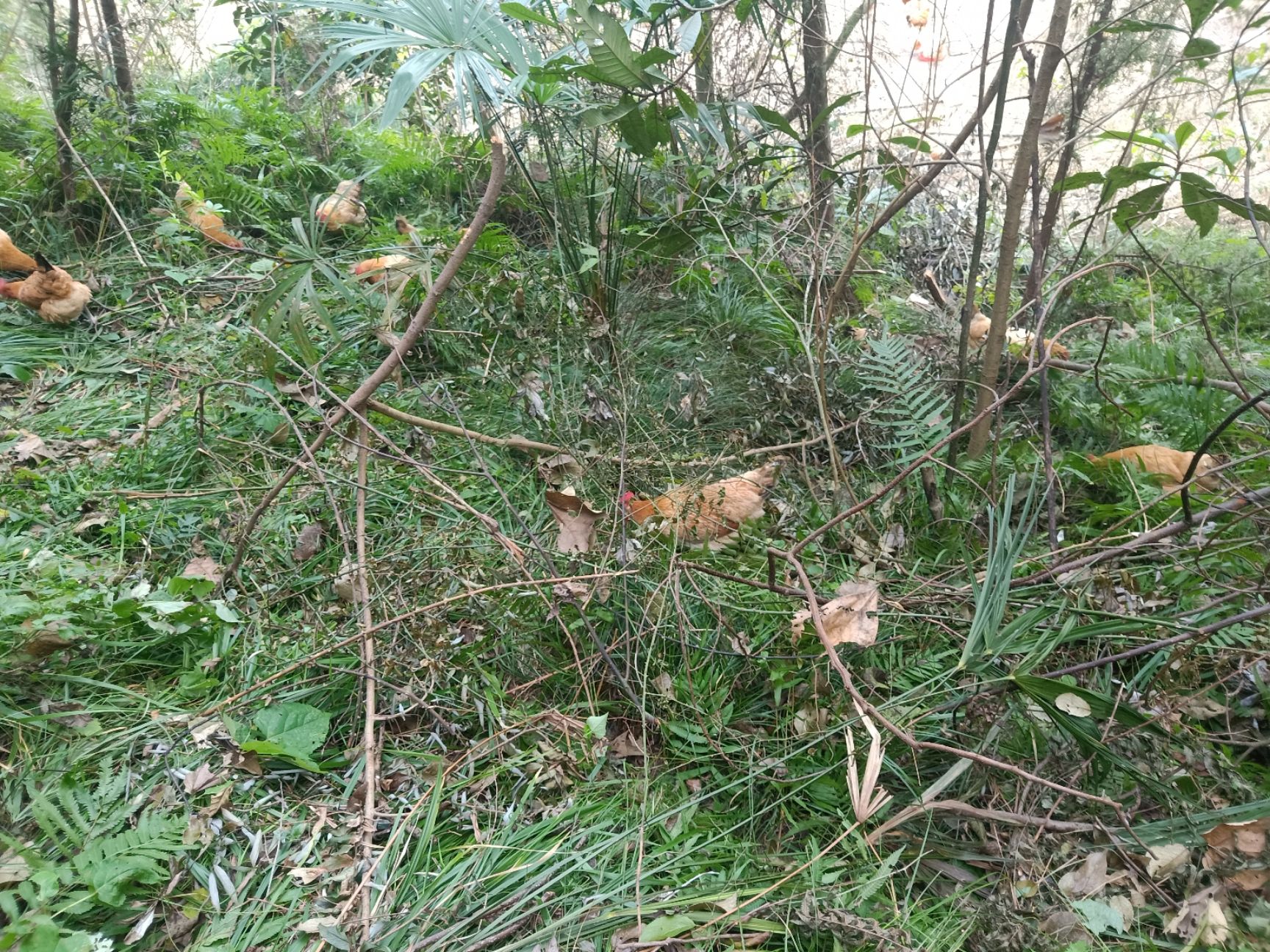 2年以上正宗山林放养自然觅食纯种剑门关土鸡老母鸡