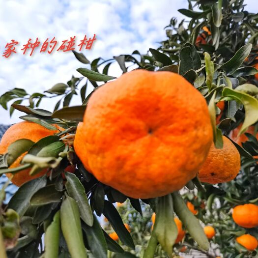 秭归县秭归脐橙 秭归碰柑绿色有机，多汁可口
