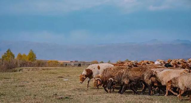 羊肉类  绵羊肉 新疆哈萨克羊 羊肉 新鲜纯新疆羊肉 好吃有营养不油腻