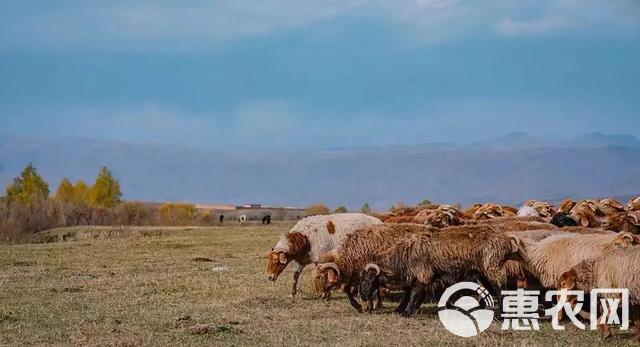 羊肉类  绵羊肉 新疆哈萨克羊 羊肉 新鲜纯新疆羊肉 好吃有营养不油腻