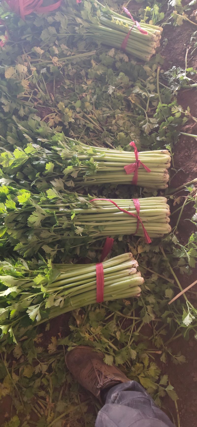 西芹  优质芹菜/产地直发/小、中颗/颜色鲜亮/大量现货