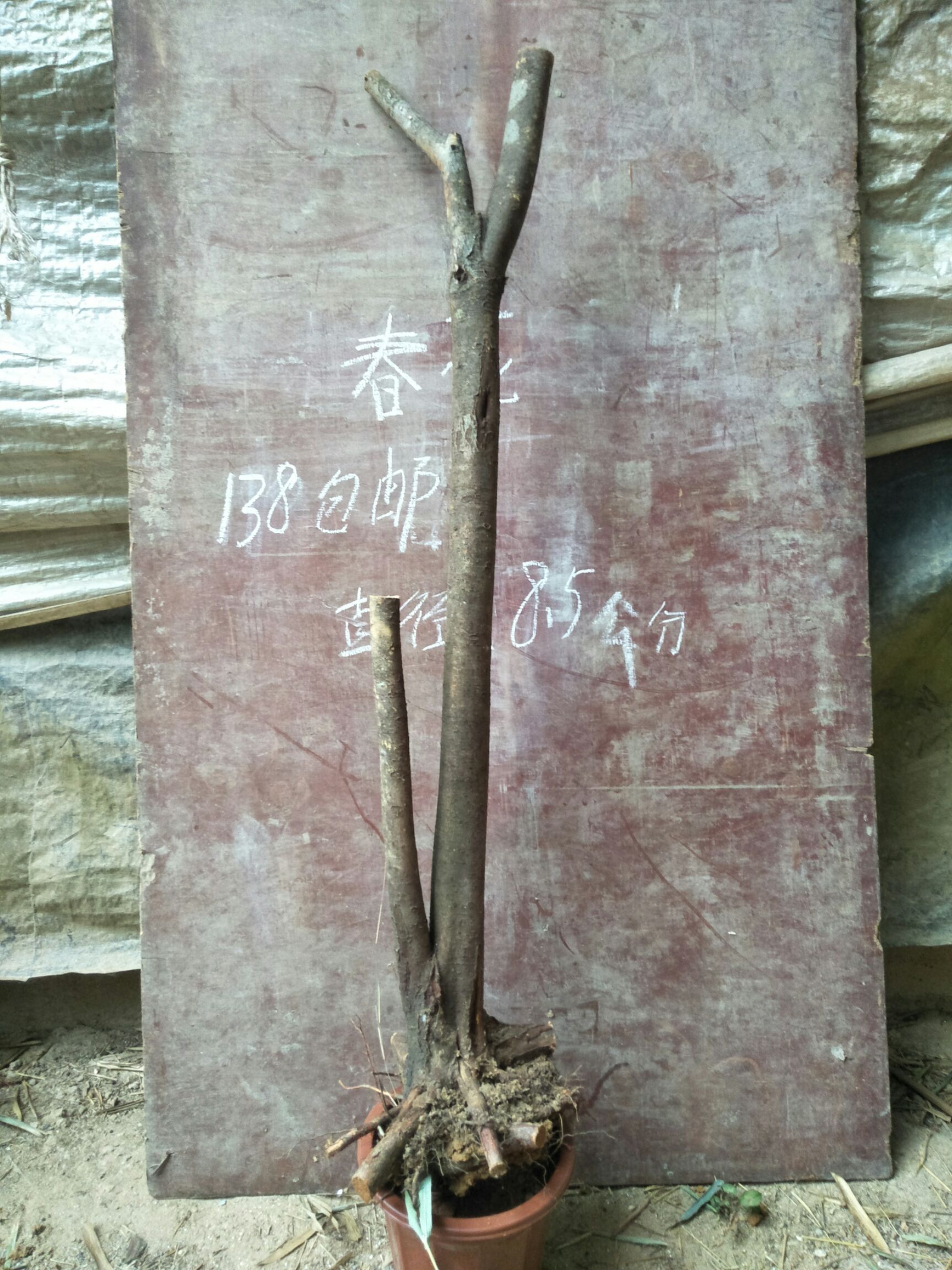 迎春花 春花，石斑木