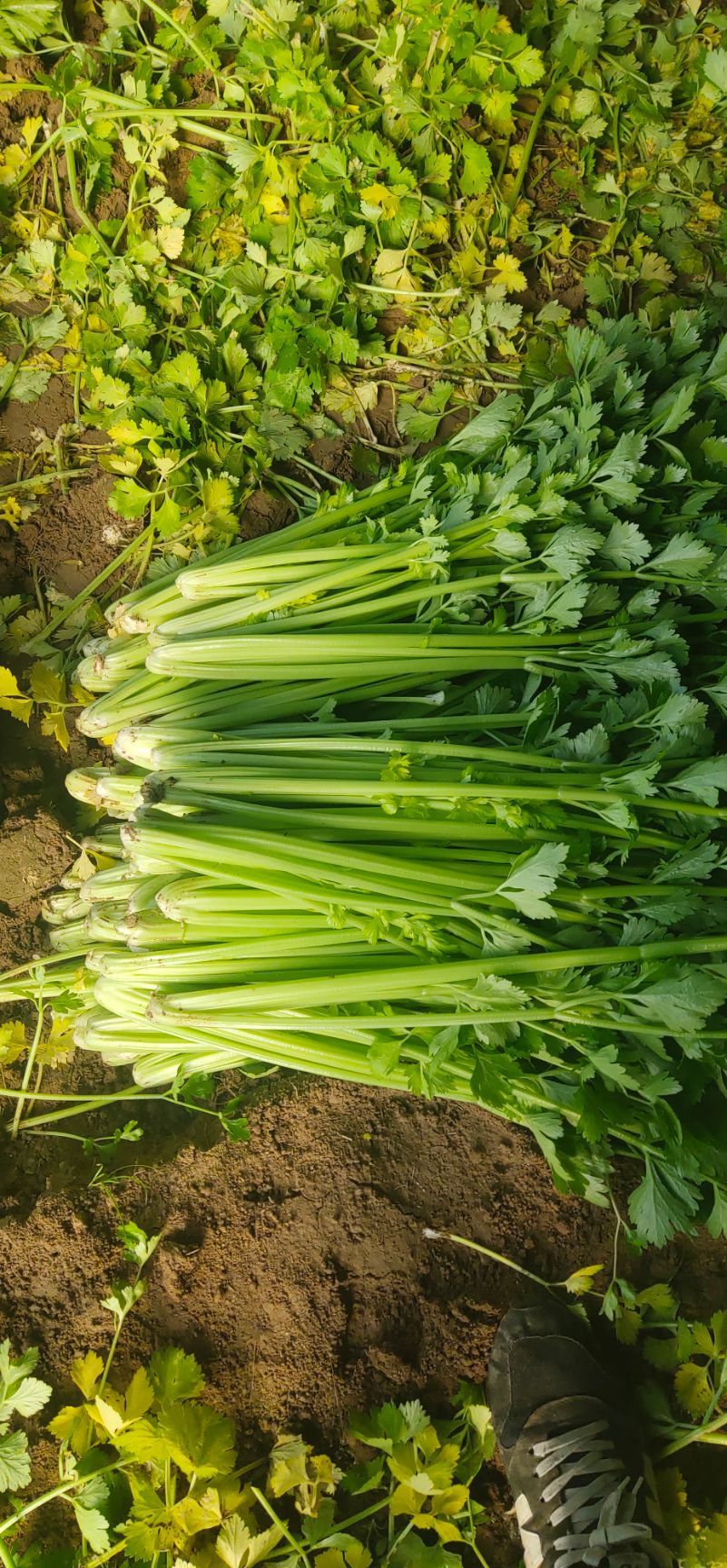 西芹  优质芹菜/产地直发/小、中颗/颜色鲜亮/大量现货