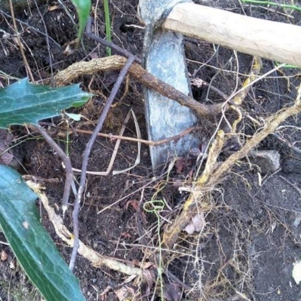 中药材十大功劳，